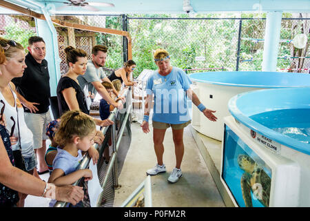 Boca Raton Florida,Gumbo Limbo Nature Centeral Complex,sea turtles rehabilitation tanks,woman female women,man men male,girl girls,female kid kids chi Stock Photo