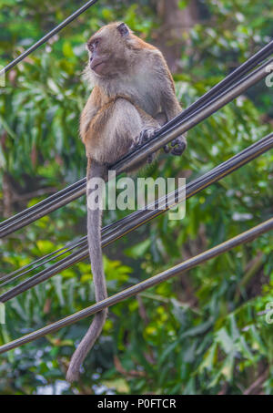 Penang, Malesia - the main Island of Malesia, Penang is famous for its wildlife. Very easy is for istance to spot monkeys all over the island Stock Photo