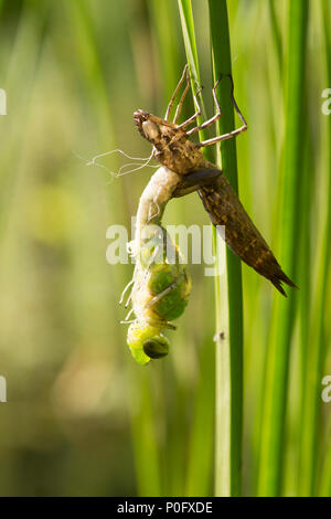 metamorphosis of Emperor dragonfly, Anax imperator, breaking out of larva, Sussex, UK, May, Stock Photo