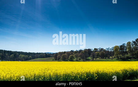 Early Spring canola field in full bloom at the Biltmore Estate. Stock Photo
