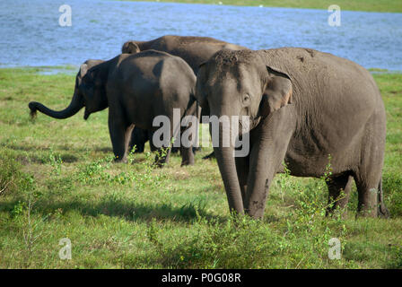 Elephants at Kaudulla National Park, Sri Lanka.