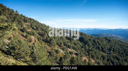 Scots Pine forest, Pinus sylvestris, in the municipality of Rascafria, in Guadarrama Mountains National Park, province of Madrid, Spain Stock Photo