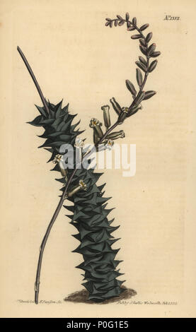 Astroloba foliolosa (Small leaved aloe, Aloe foliolosa). Handcoloured copperplate engraving by F. Sansom after an illustration by Sydenham Edwards from William Curtis' The Botanical Magazine, London, 1811. Stock Photo