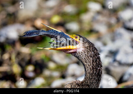 Anhinga is trying to get the fish into right angle before he can swallow it in one go. Finally, fish finds it's way down the throat. Stock Photo