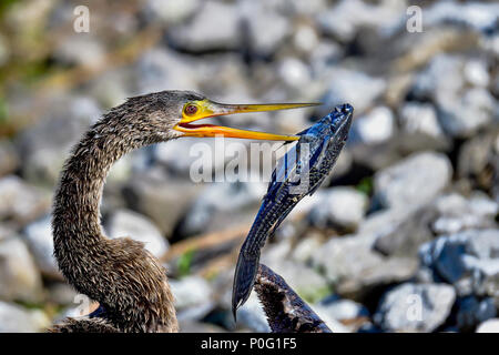 Anhinga is trying to get the fish into right angle before he can swallow it in one go. Stock Photo