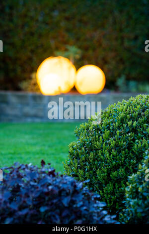 Close-up partial view of topiary box balls & illuminated globe lights beyond, in beautiful, landscaped private garden at dusk - Yorkshire, England, UK Stock Photo