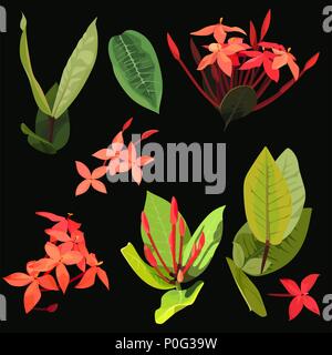 Ixora tropical flowers clip art set of 9 plant elements Stock Vector