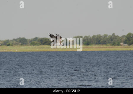 Birds in wetlands Stock Photo