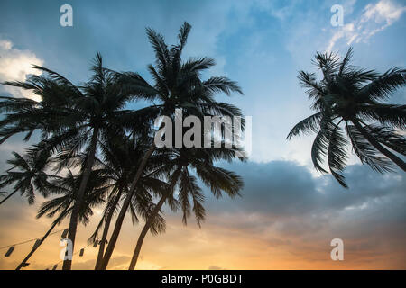 Palm trees silhouetted against sky at sunset. Stock Photo