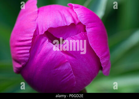 A pink peony bud opening in the sun. Stock Photo