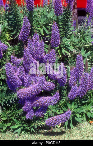 ECHIUM FASTUOSUM, PRIDE OF MADEIRA (BORAGINACEAE) Stock Photo