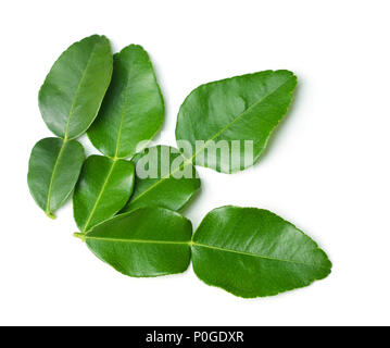 Bergamot leaves on white background Stock Photo