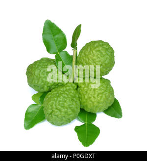 Group of kaffir Lime or Bergamot fruit on white background. Stock Photo