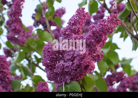 bright purple syringa in the garden on sunset in may Stock Photo