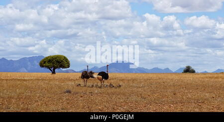 Family of ostriches in Africa Stock Photo