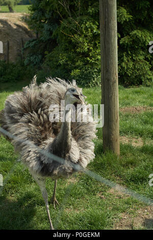 The greater rhea (Rhea americana) is a flightless bird on a farm in bavaria Stock Photo