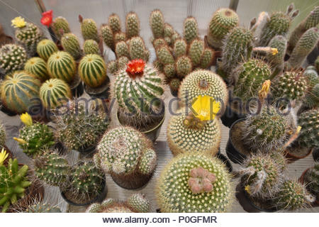 Various Cacti / Cactus plants in cement and white planters ...