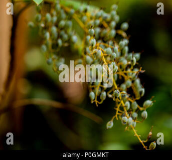 Detail of the plume poppy (Bocconia frutescens) Stock Photo