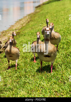 Egyptian geese in public south central Florida park; USA Stock Photo