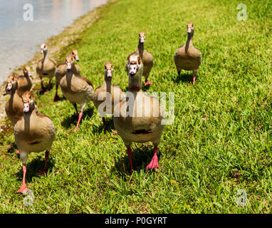 Egyptian geese in public south central Florida park; USA Stock Photo