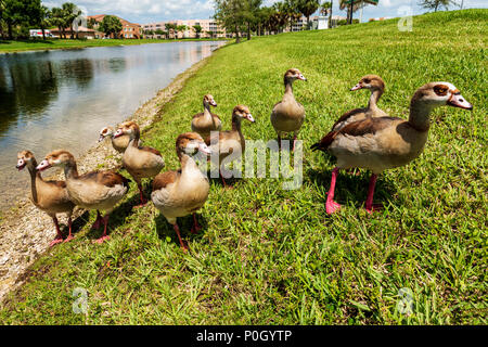 Egyptian geese in public south central Florida park; USA Stock Photo