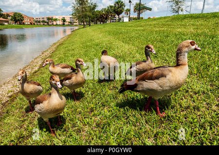 Egyptian geese in public south central Florida park; USA Stock Photo