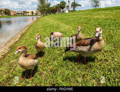 Egyptian geese in public south central Florida park; USA Stock Photo