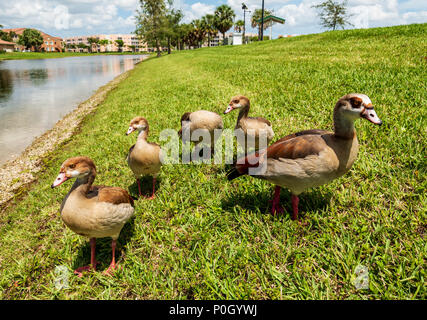 Egyptian geese in public south central Florida park; USA Stock Photo