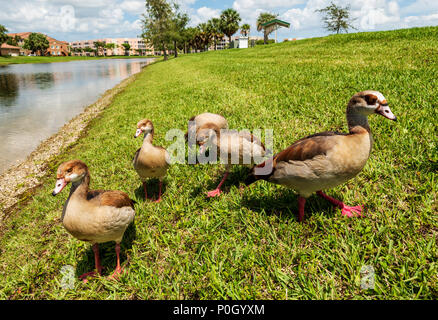 Egyptian geese in public south central Florida park; USA Stock Photo