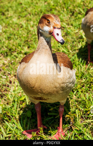 Egyptian goose in public south central Florida park; USA Stock Photo