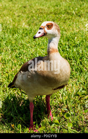 Egyptian goose in public south central Florida park; USA Stock Photo