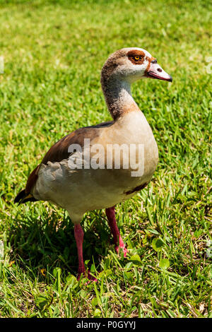 Egyptian goose in public south central Florida park; USA Stock Photo