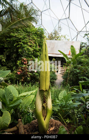 A Titan Arum at the Eden Project (Summer 2018). Stock Photo