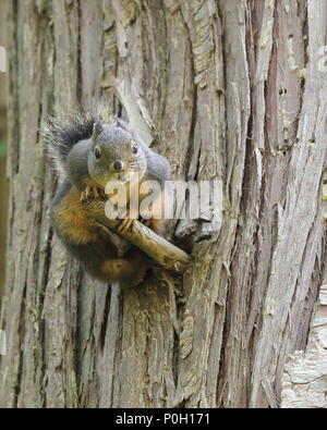Douglass Squirrel on a tree Stock Photo
