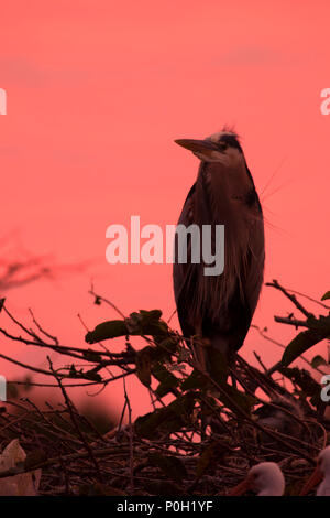 Great blue heron (Ardea herodias) sunrise, Wakodahatchee Wetlands, Delray Beach,  Florida Stock Photo