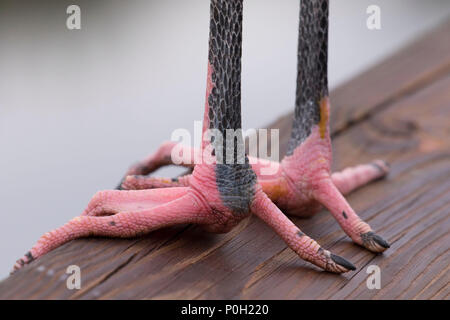 Wood stork (Mycteria americana) feet, Wakodahatchee Wetlands, Delray Beach,  Florida Stock Photo