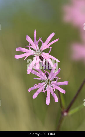 Ragged Robin - Lychnis flos-cuculi Stock Photo