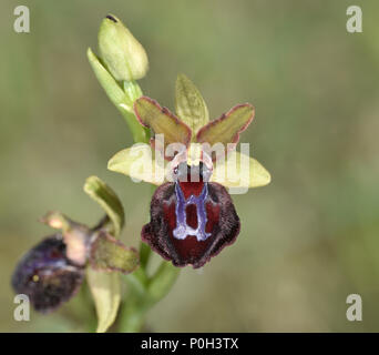 Ophrys sphegodes ssp. passionis - Gargano Peninsula, Italy = Ophrys garganica in older texts Stock Photo