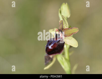 Ophrys sphegodes ssp. passionis - Gargano Peninsula, Italy = Ophrys ganganica on older texts Stock Photo