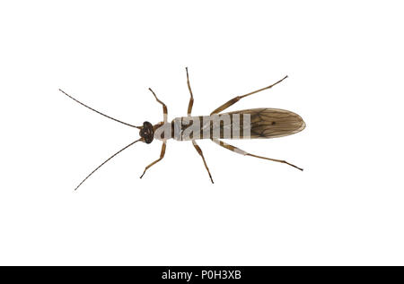 Nemoura cinerea - a stonefly Stock Photo