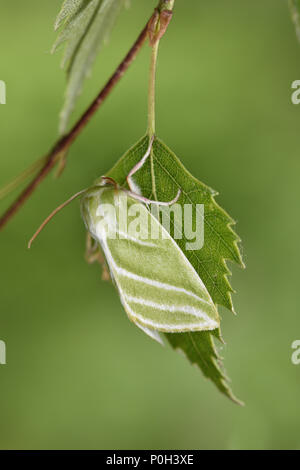 Green Silver-lines - Pseudoips prasinana Stock Photo