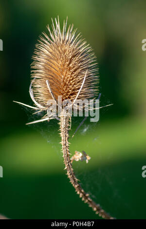 Dried teasel (Dipsacus fullonum) flower head Stock Photo
