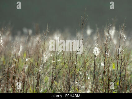 Dried Broad-leaved dock (Rumex obtusifolius) covered in webs and thistle down Stock Photo