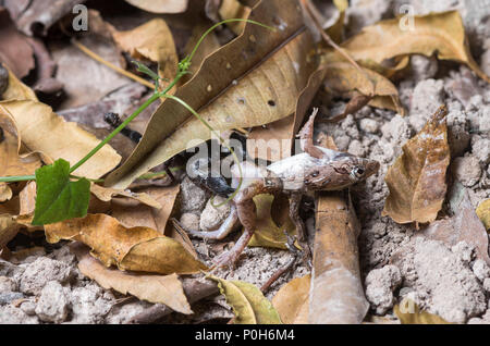 Scorpion eating frog Stock Photo
