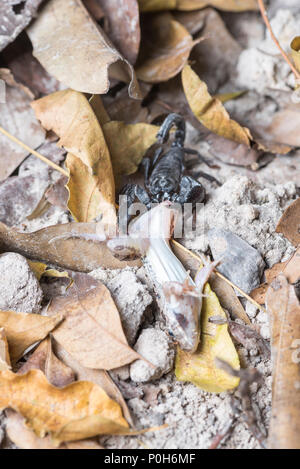 Scorpion eating frog Stock Photo