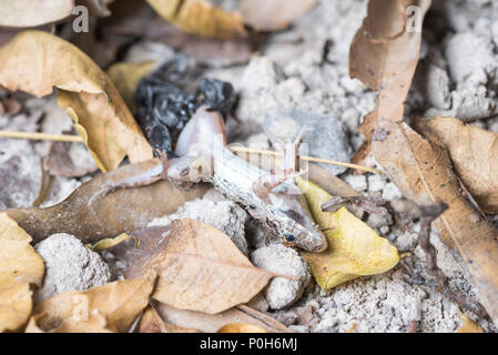 Scorpion eating frog Stock Photo