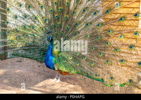 peacock trying to impress female.peacock spreading its tail in the garden. peacock opened his beatiful colourful feathers Stock Photo