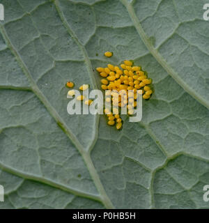 Bright yellow eggs of the Large cabbage white butterfly. Pieris brassicae. Stock Photo