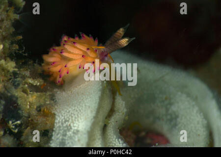 Nudibranch Favorinus mirabilis. Picture was taken in Anilao, Philippines Stock Photo