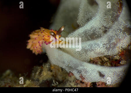 Nudibranch Favorinus mirabilis. Picture was taken in Anilao, Philippines Stock Photo